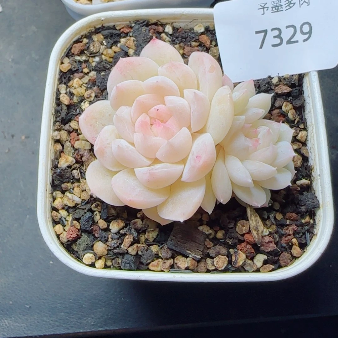 孤月珍妮，7329多肉植物