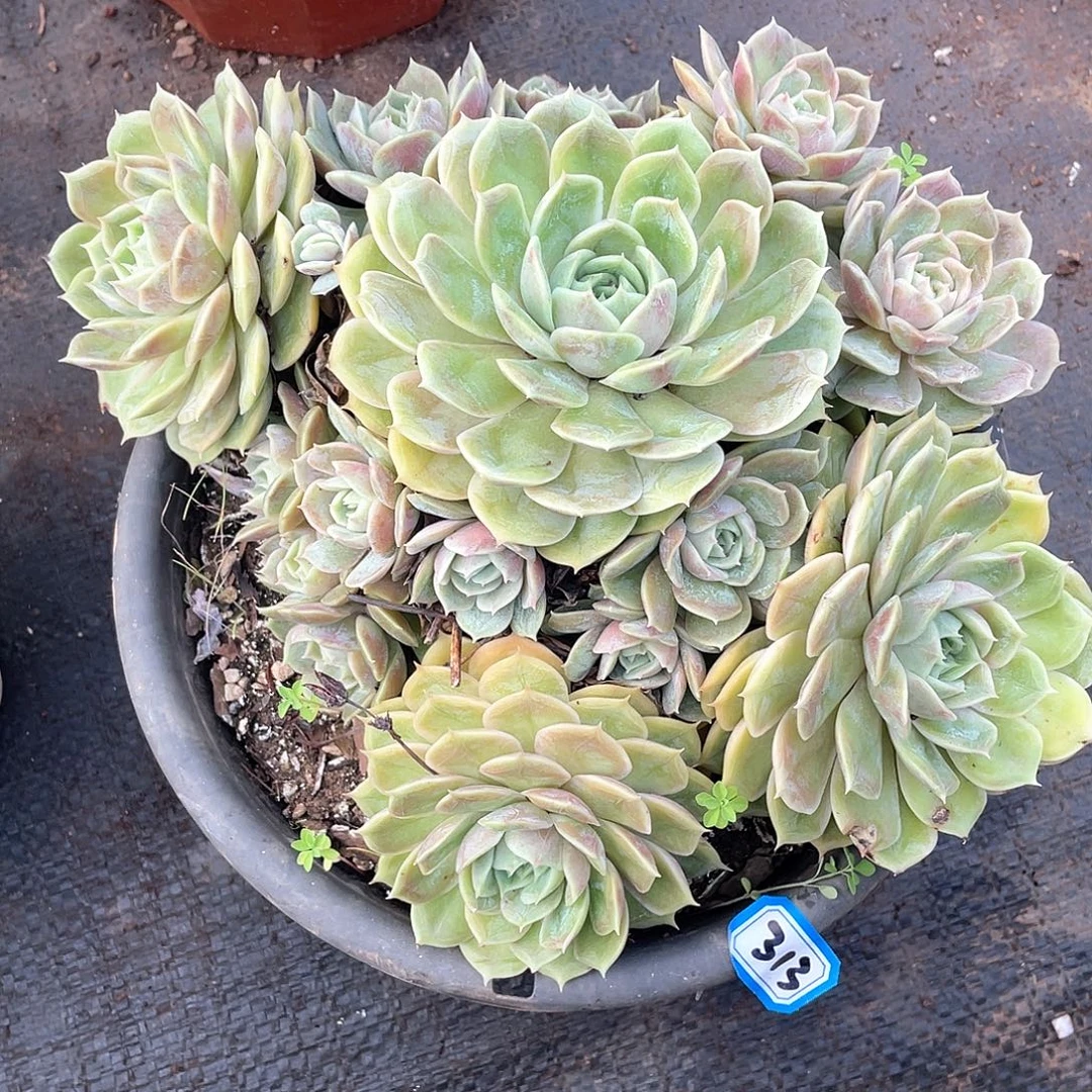 313昂斯诺 一物一拍多肉