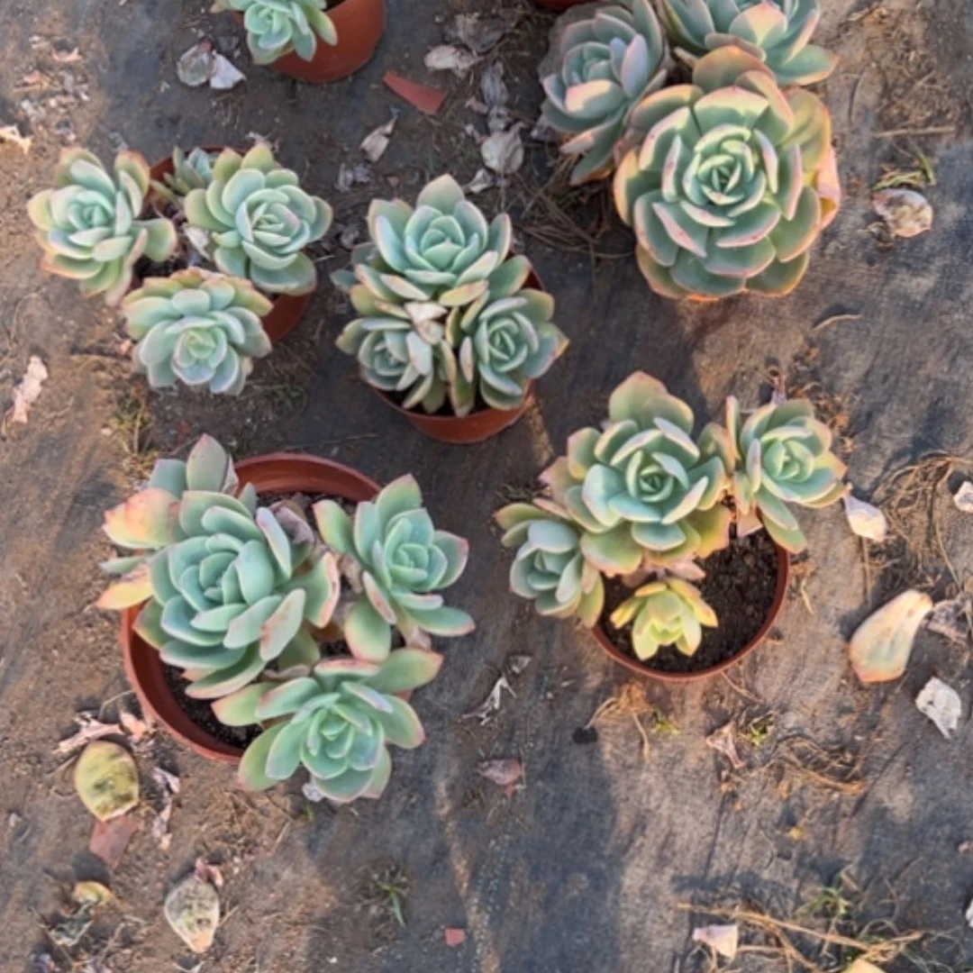 【闪购商品】幸*儿白凤多肉植物