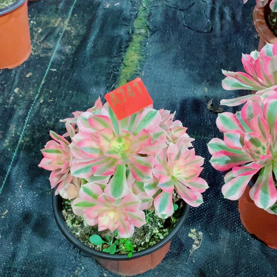 粉女巫741特价不包损