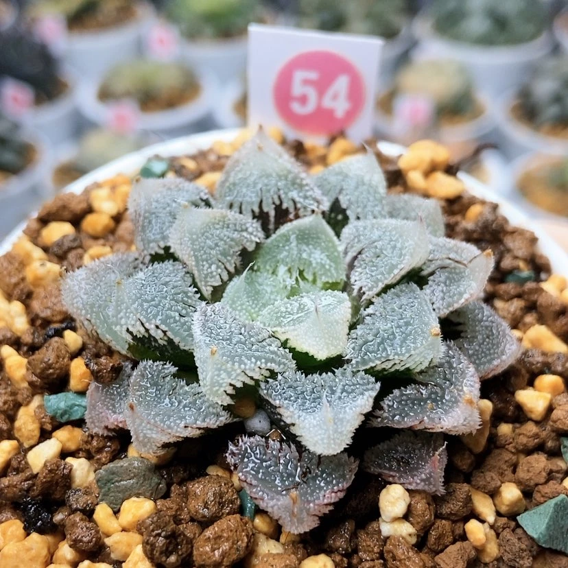 【闪购商品】54全窗白帝城