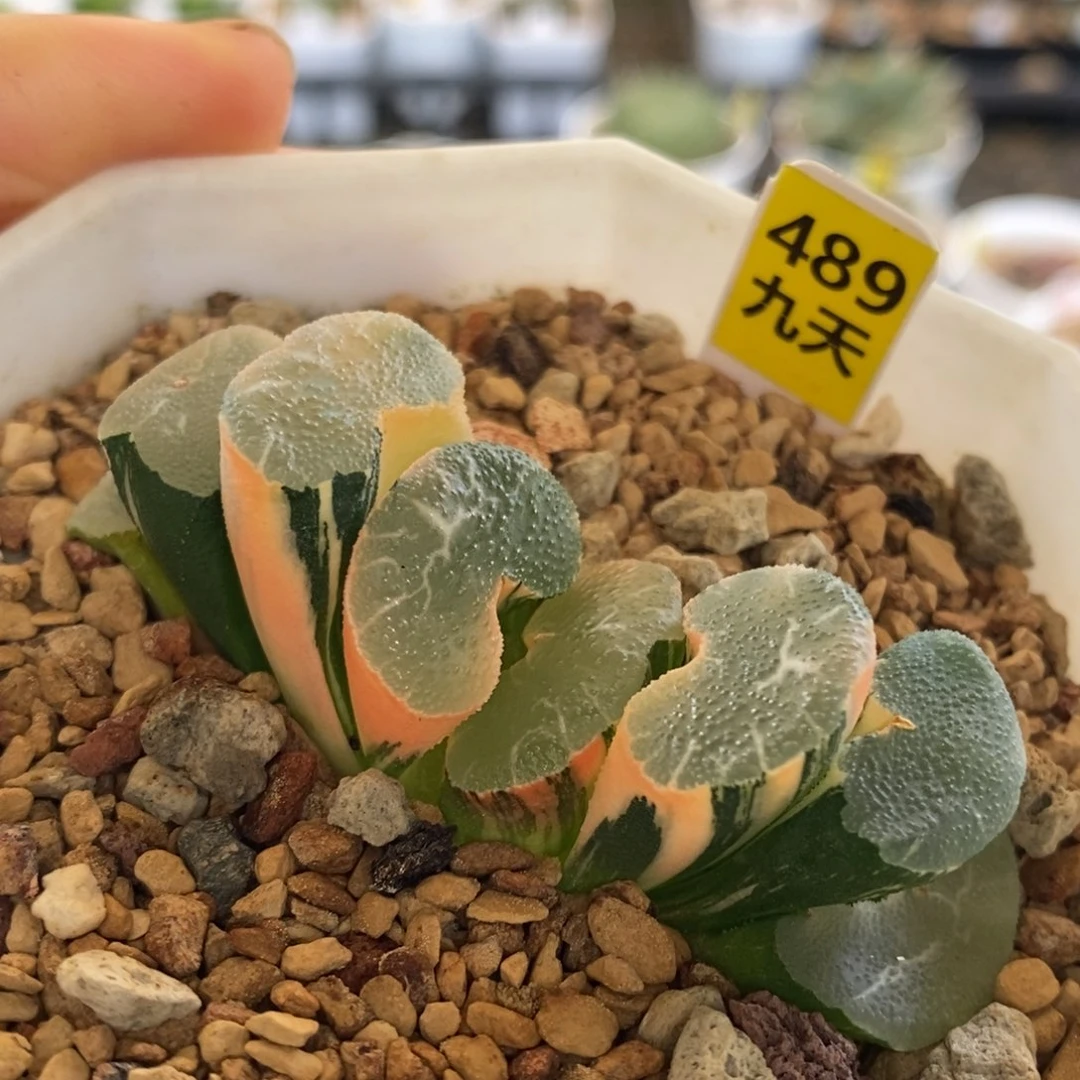 489号大绳玉扇锦多肉