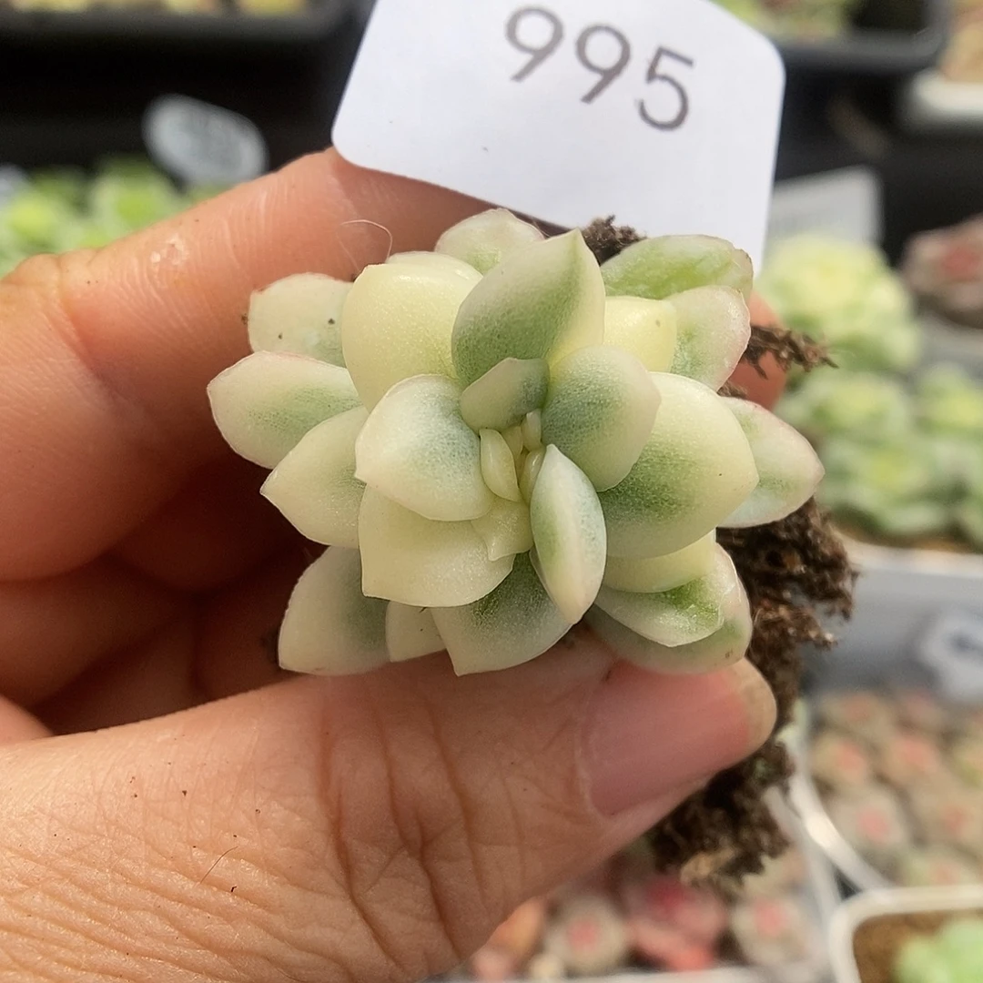 一物一拍一物一拍925-995