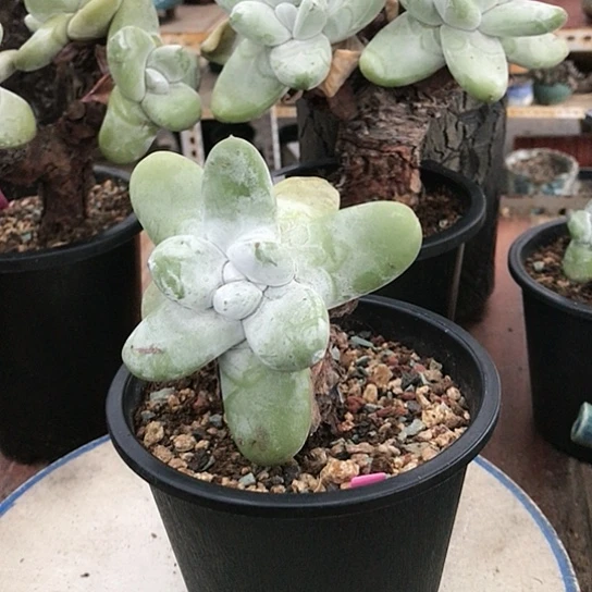 原产地拇指仙女棒