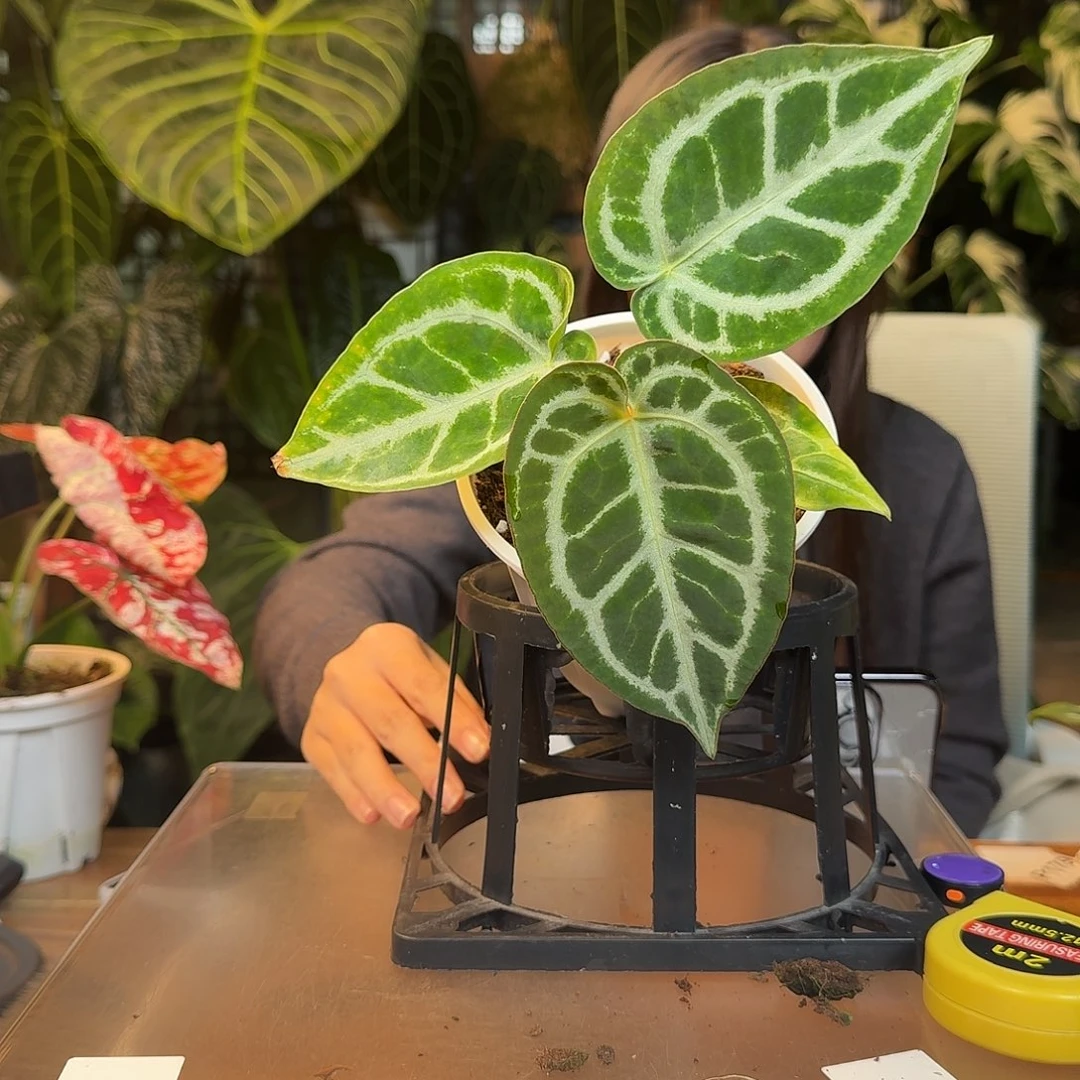 完全开放Y127极品小钻石杂阿波罗