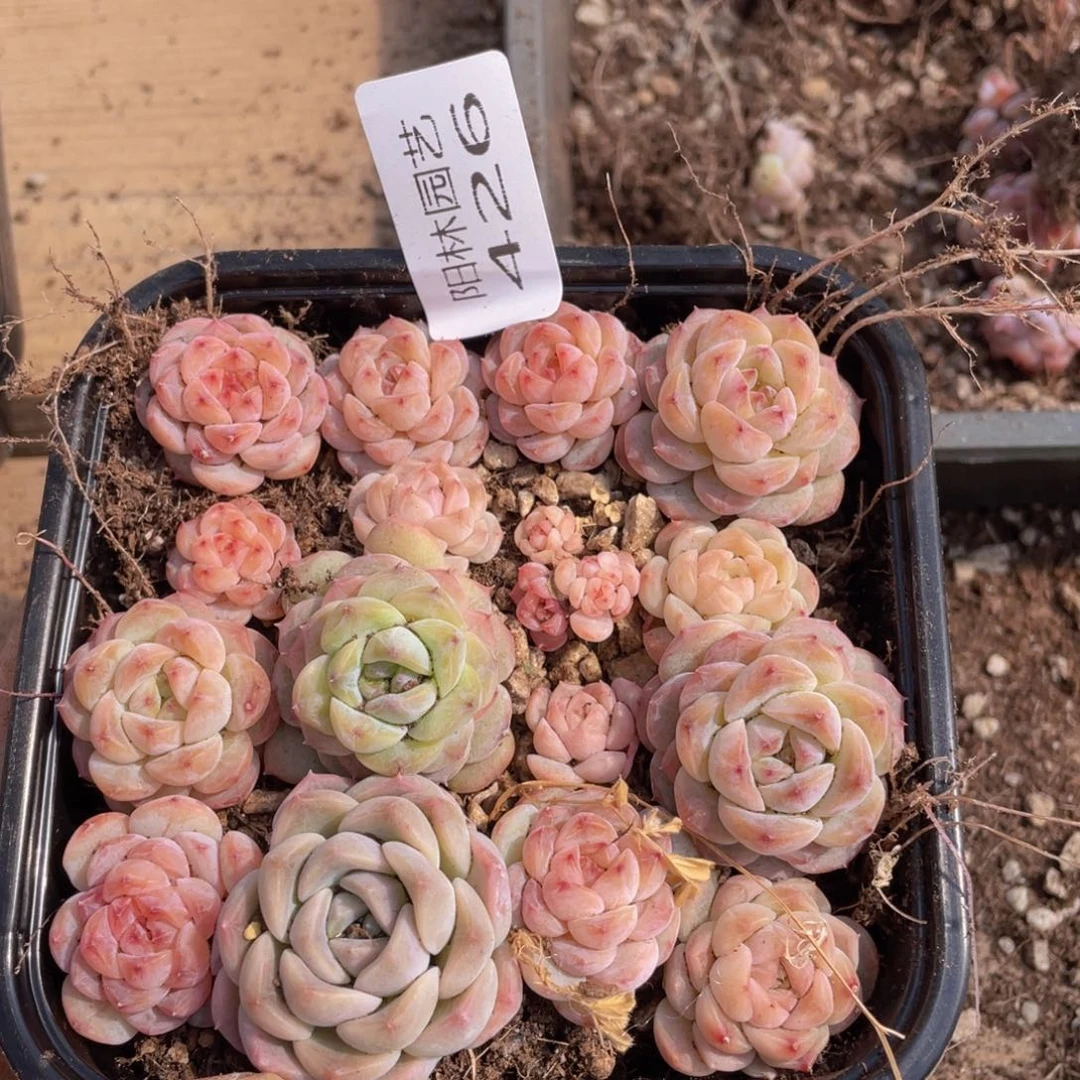 多肉植物多肉植物426