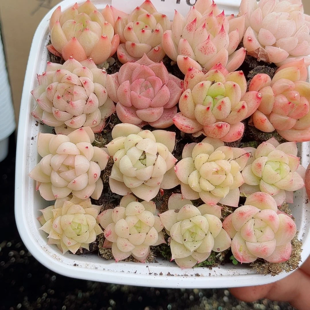 1-118 新疆西藏内蒙不发12.8包邮2-3公分多肉