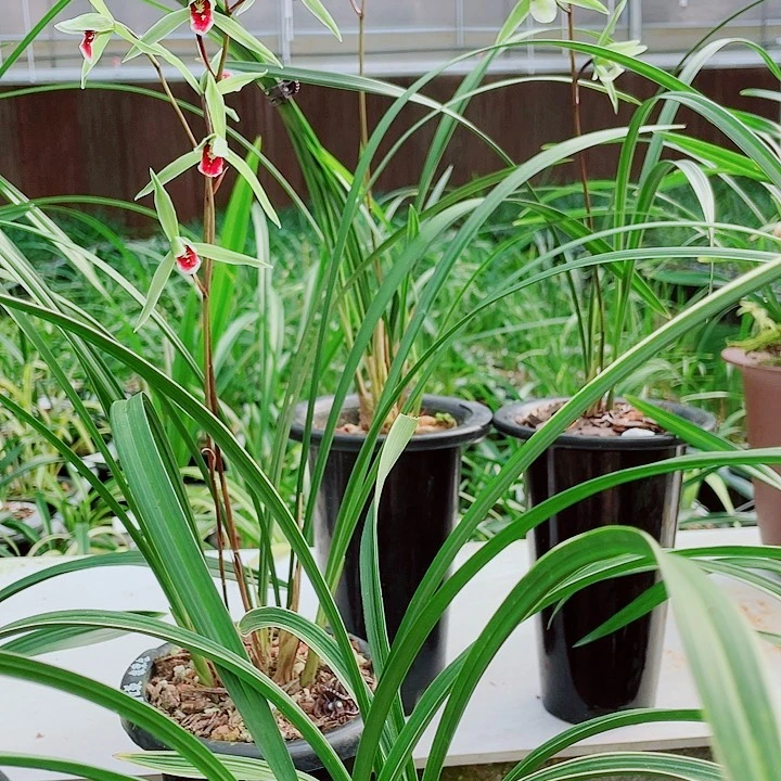 登***店无花朵一物一漂亮开