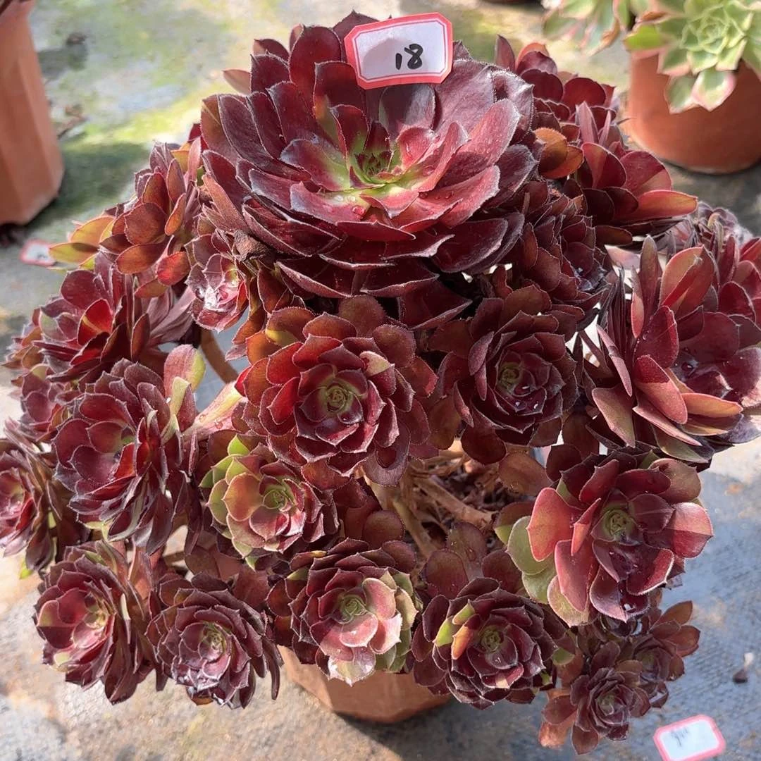 全部花朵18花花公子多肉植物