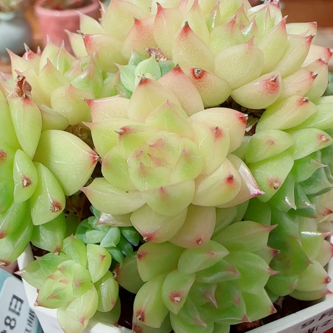 花语逸镜0928-127散