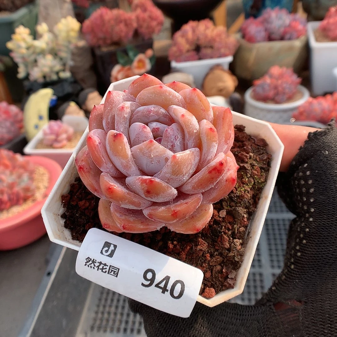 940粉星影多肉植物6666
