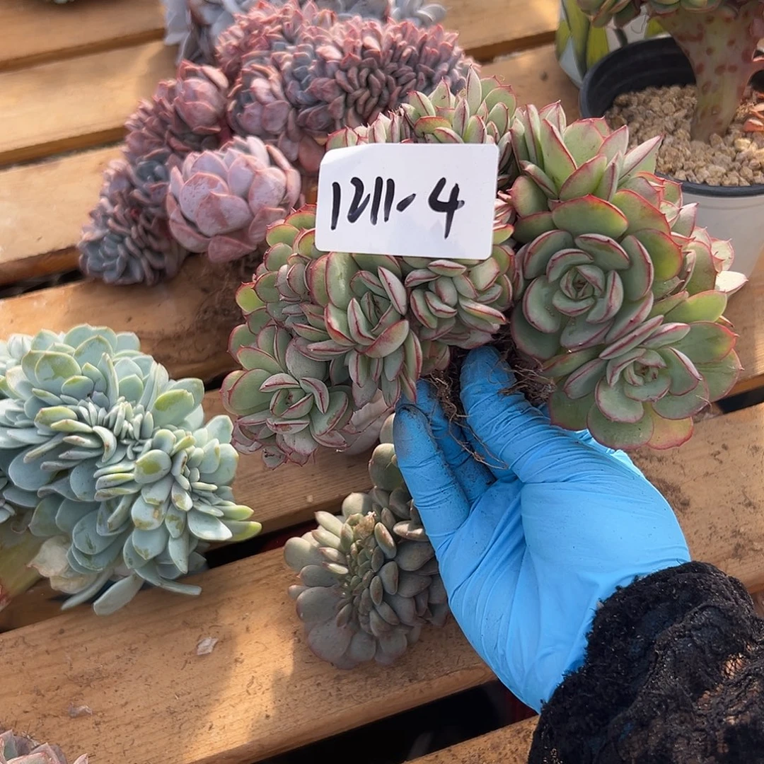 尚***具1211-4牡丹亭缀多肉植物