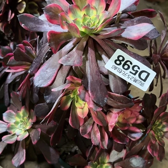 萍**逢多肉植物一个