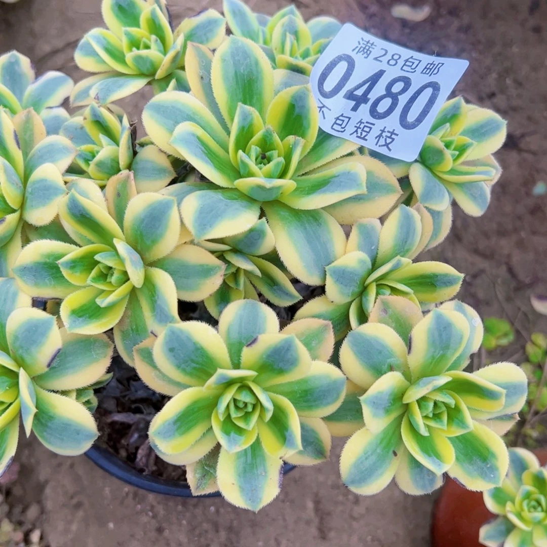 星报多肉植物0480