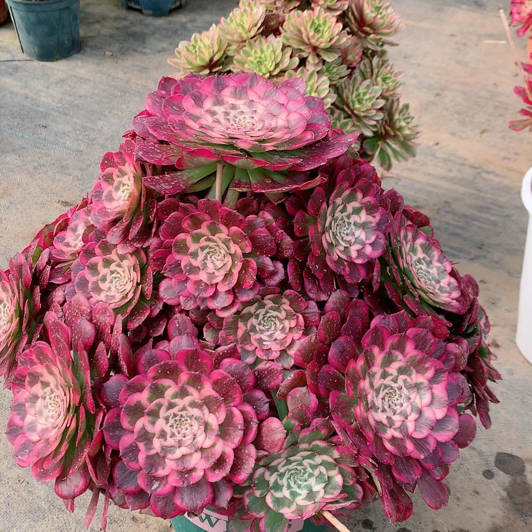 【闪购商品】用****6霁月，多肉