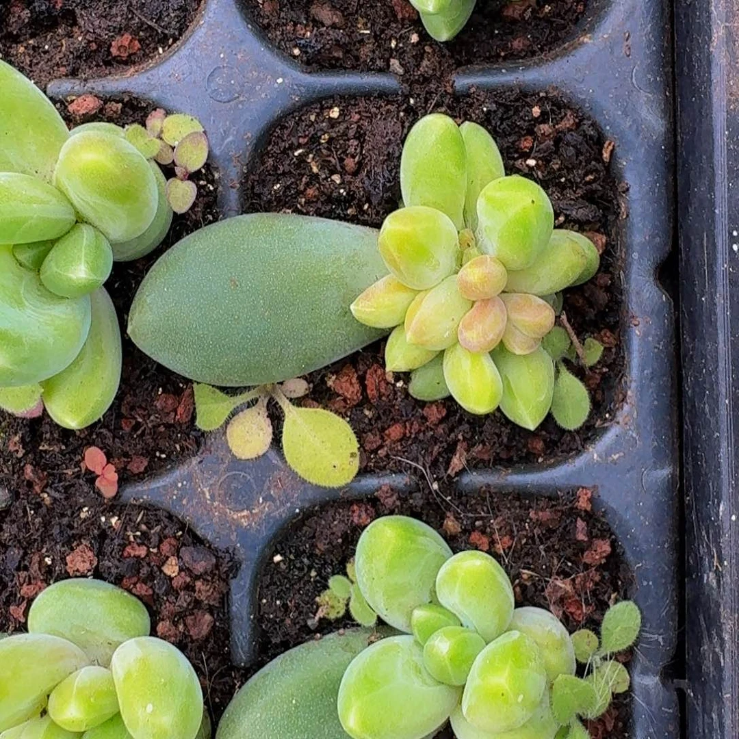 迷雾森林 叶插 一物一拍