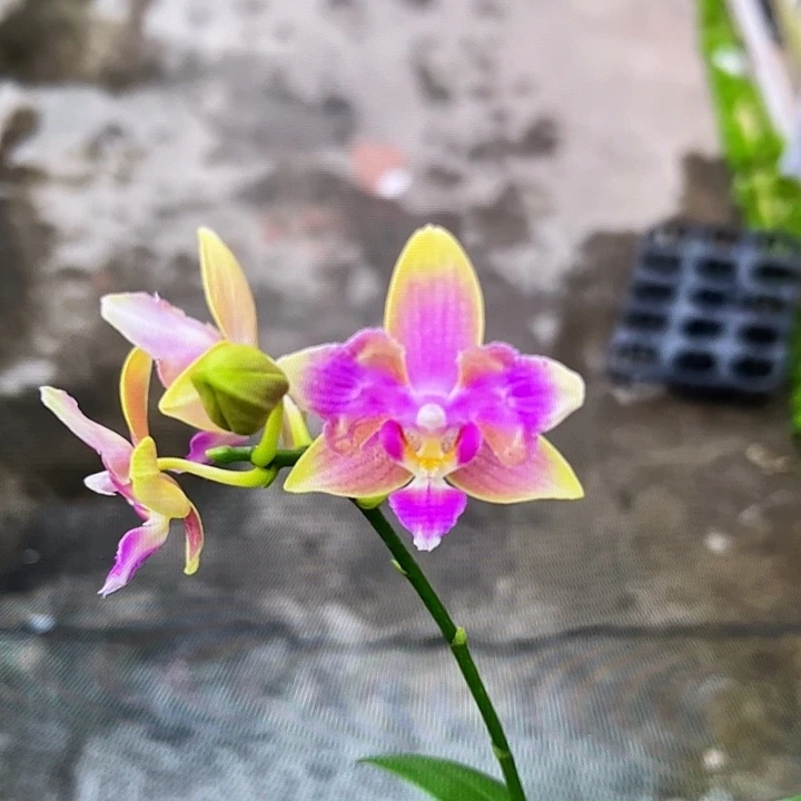 完全开放金树一代两眼变异1.7寸 显小勿拍