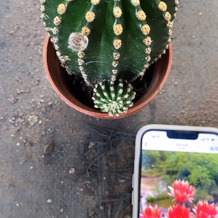 红金刚仙人球23578