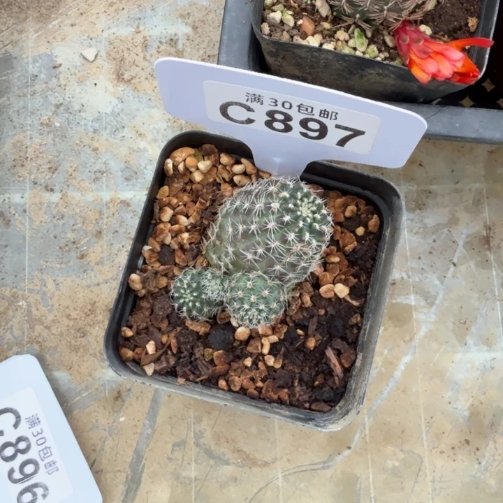 一物一拍福利特价C897
