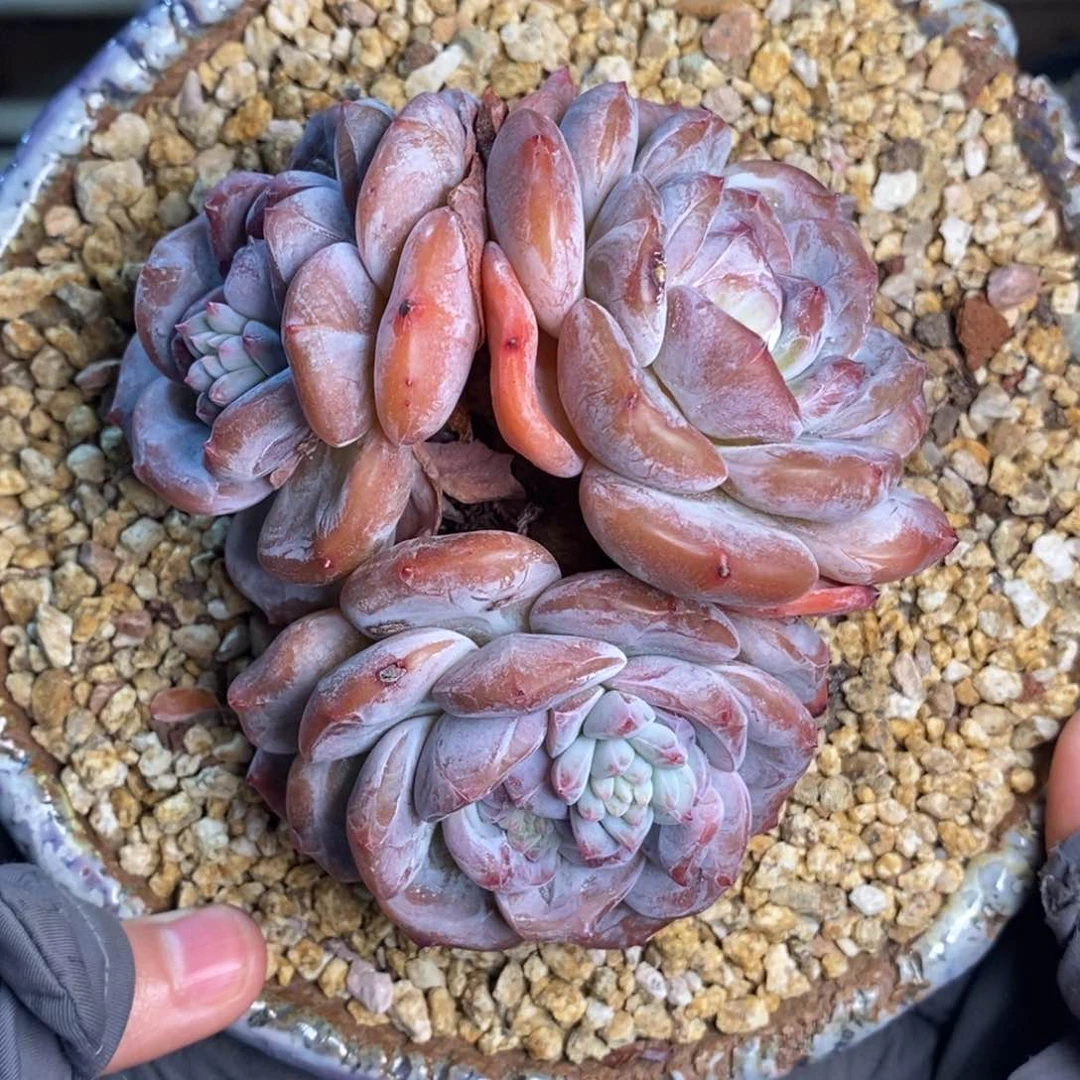 三头短圆肥包子脸