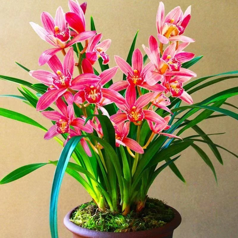 兰花建兰铭品【状元红10-15花】室内外盆栽浓香型好养大花