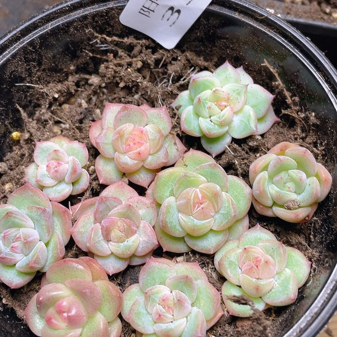 多肉植物多肉植物338