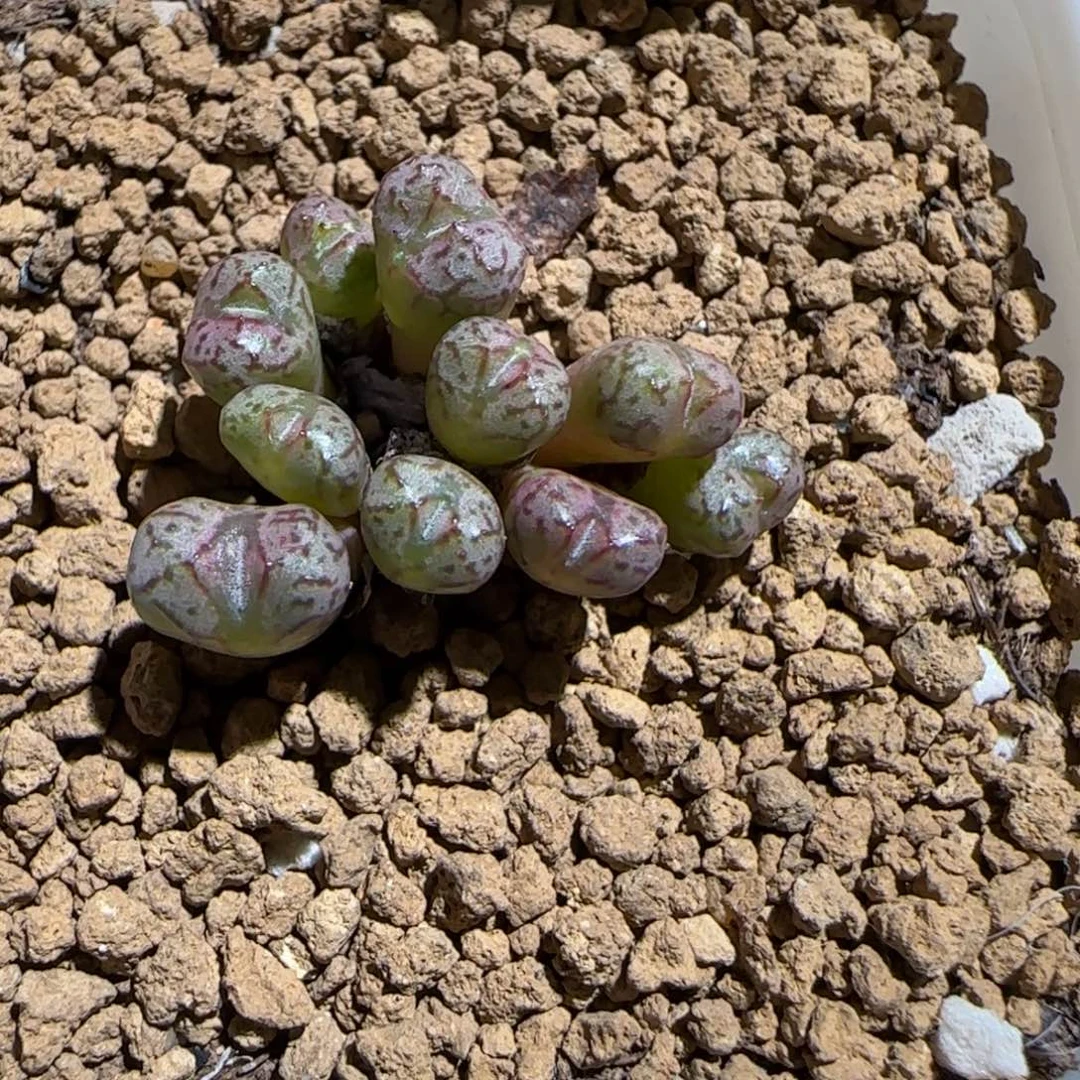肉锥多肉植物组合-小飞1061