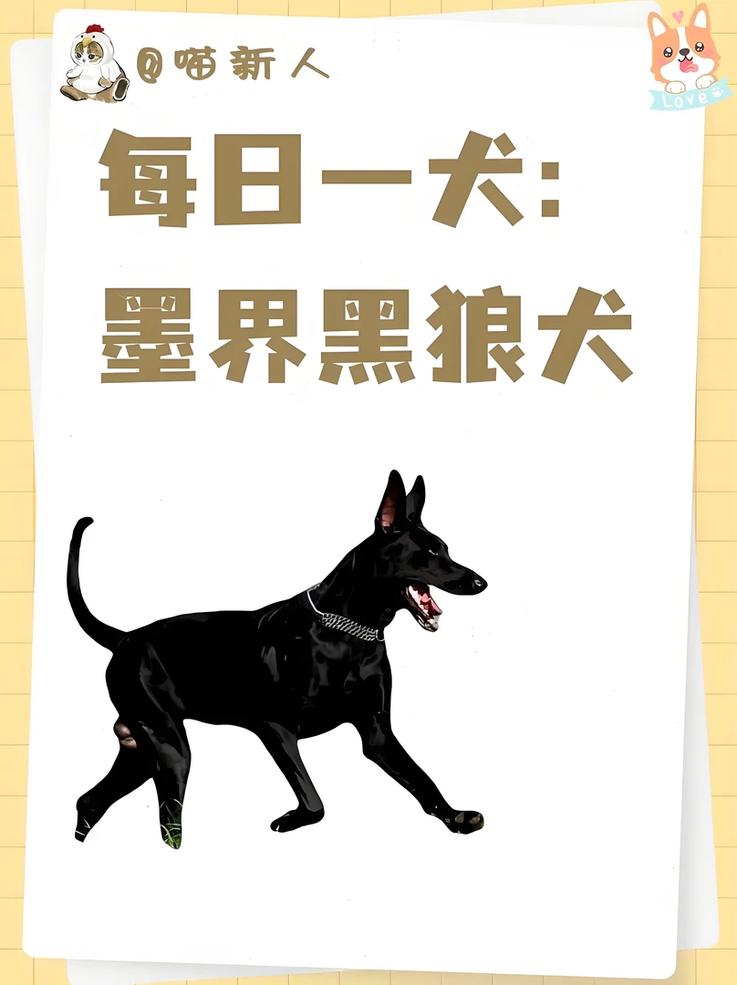 墨界黑狼犬幼犬家庭护卫犬