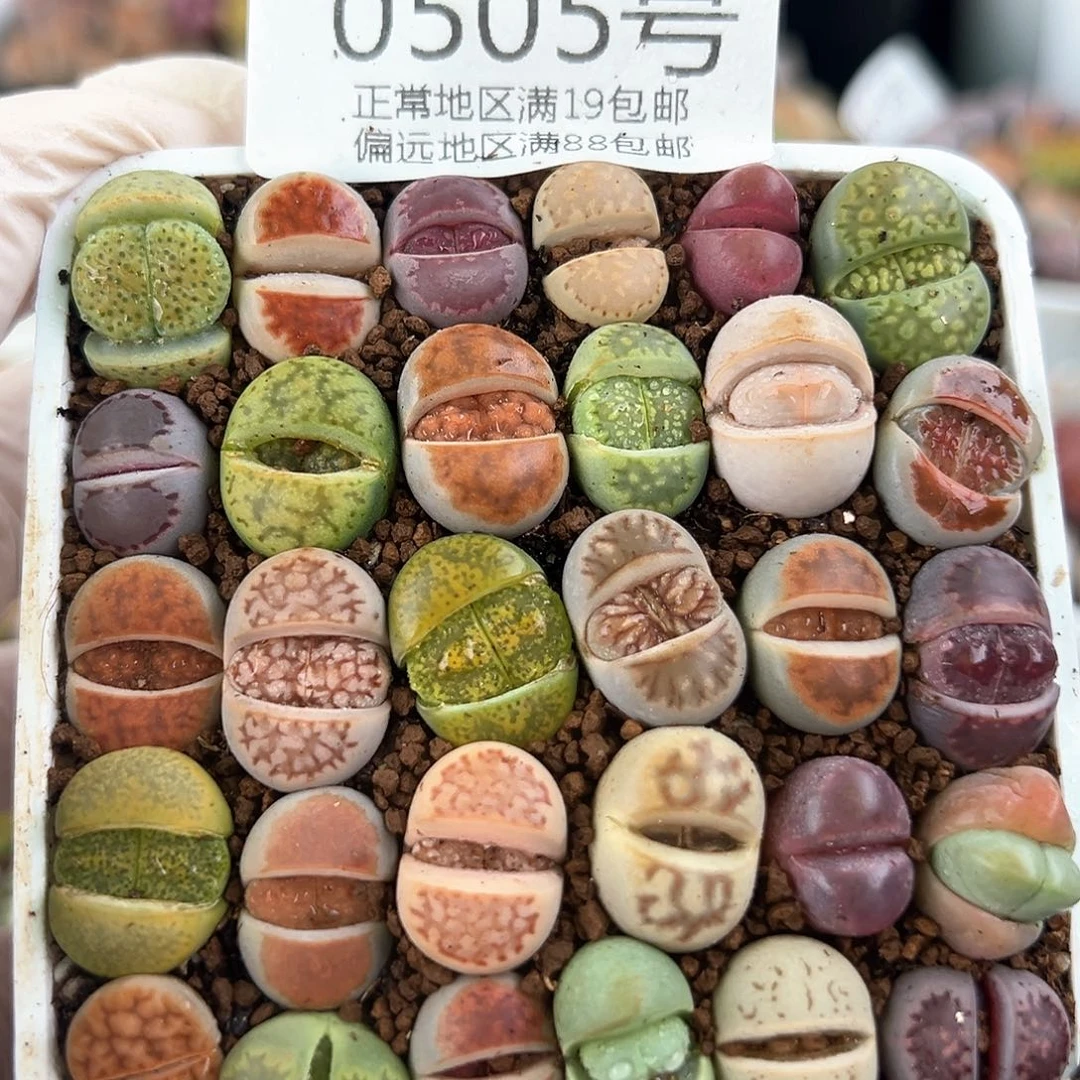 0505共30颗1.3cm左右