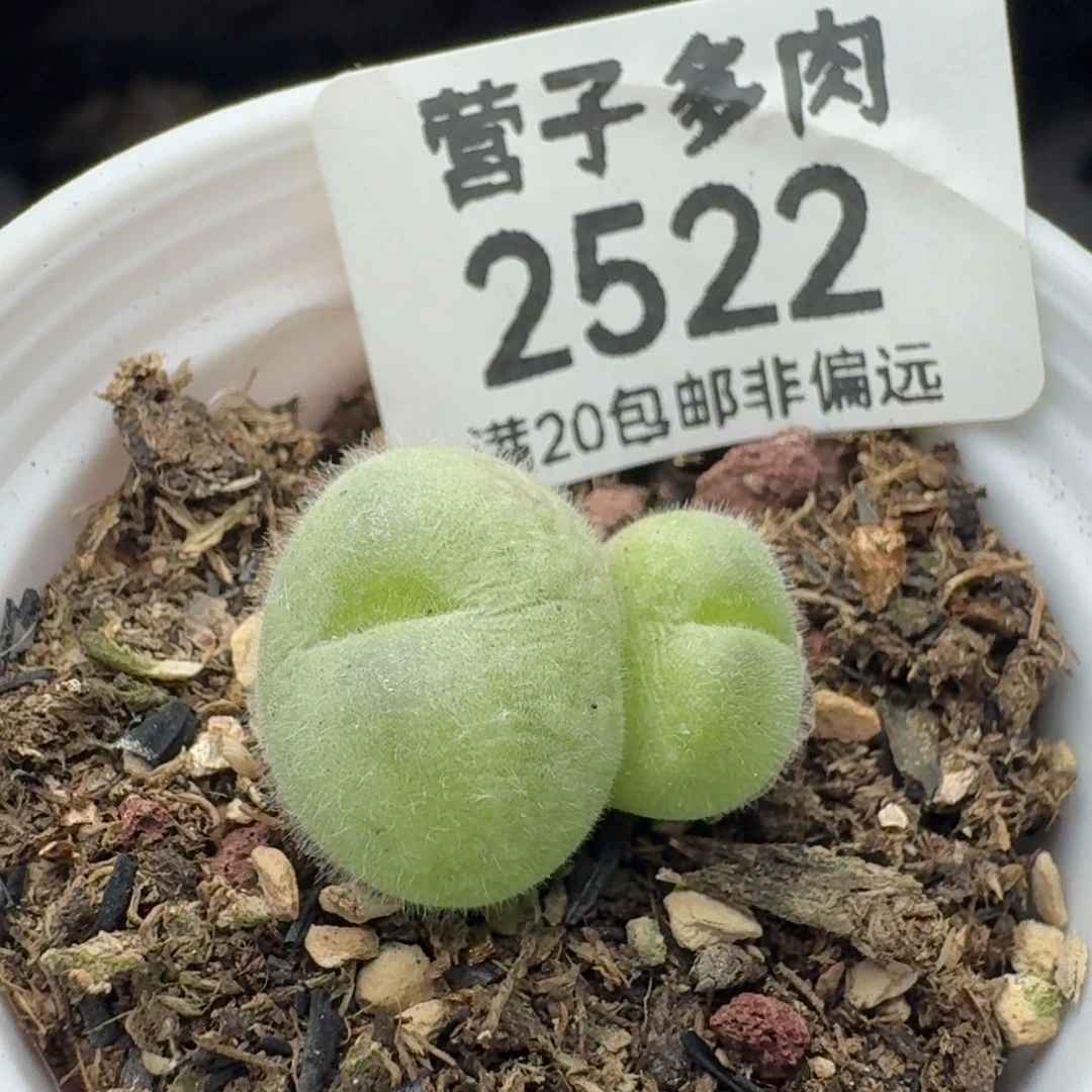 长毛翠带盆土。