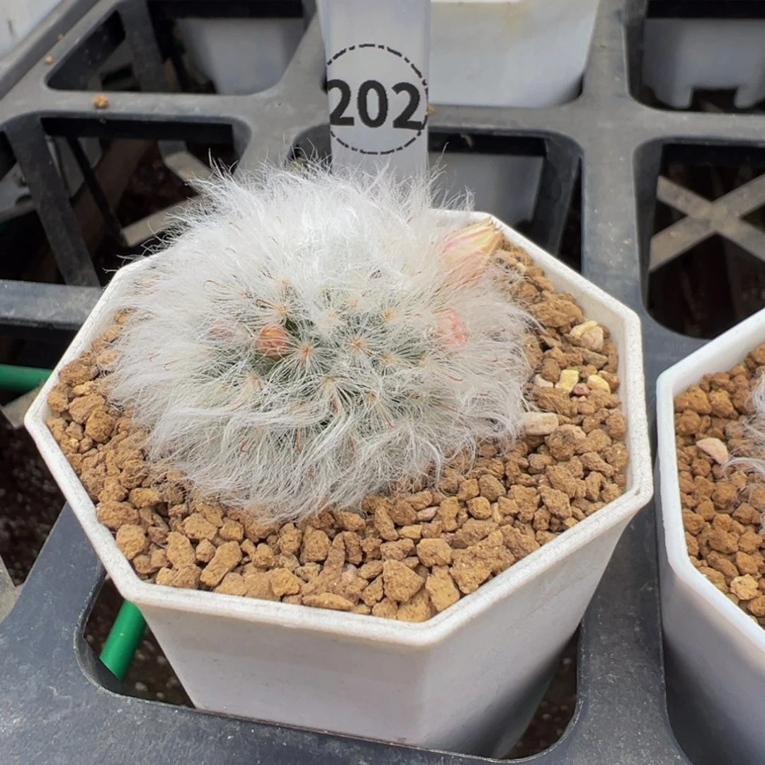 202实生根白云高砂多肉植物带盆土