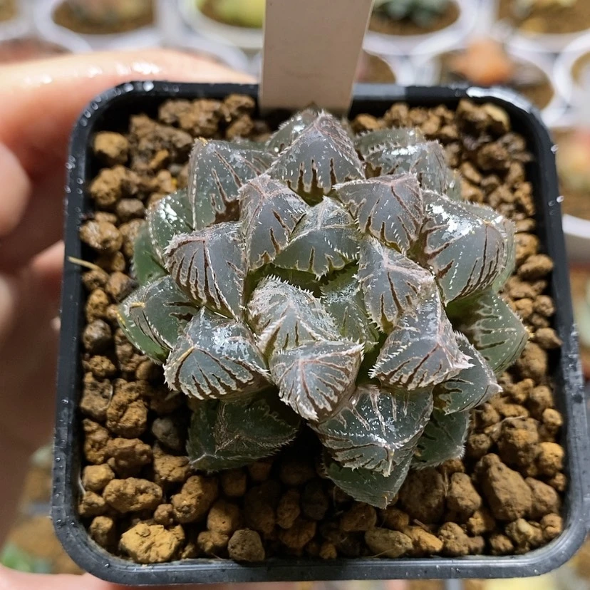 【闪购商品】20非组红岩