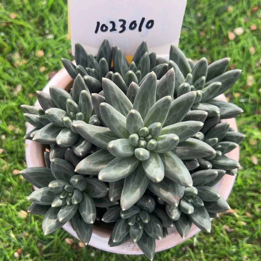 1023010 乌拉克拉美人手捧无砍