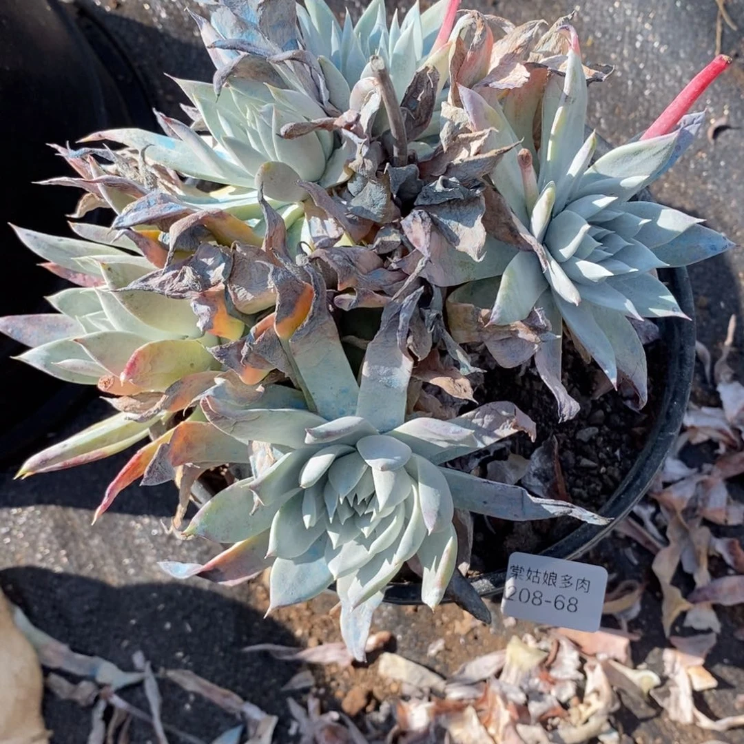 68号法瑞粗腿子群