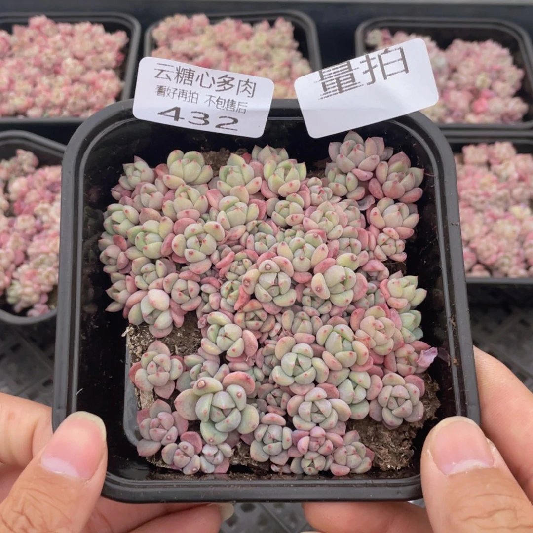 云糖心多肉植物432