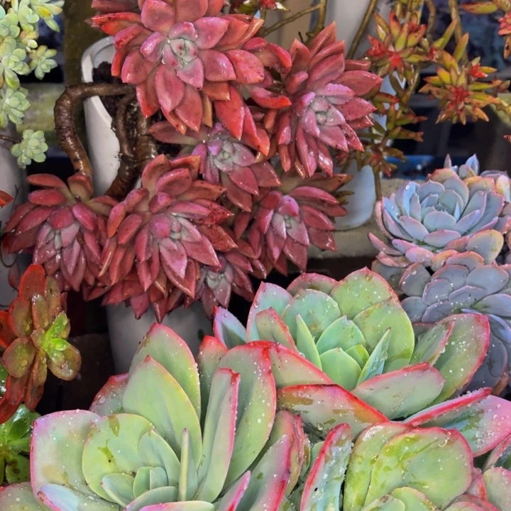 韶***逝老桩精品肉肉桃花源