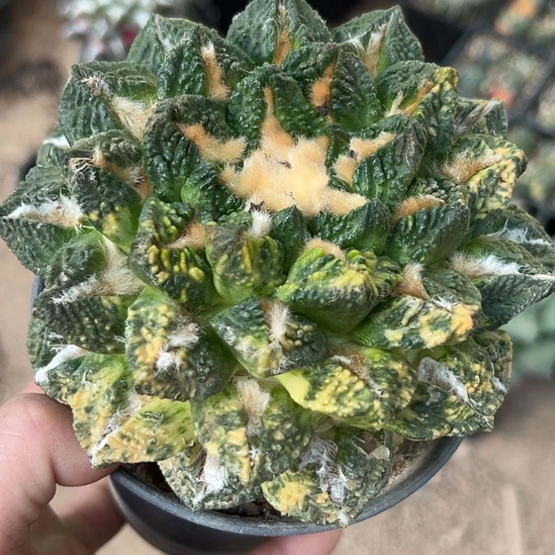 无花朵福利散班花锦螺旋大尤隔尤龟甲辛顿牡丹锦143（12）