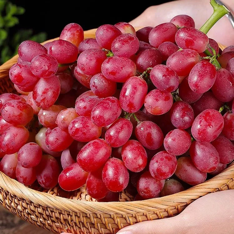 【粉丝福利】1筐3斤四川克伦生无籽红提 口感脆甜无敌好四川省