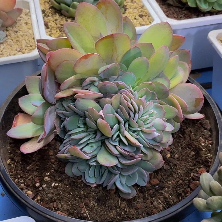 布鲁蓝缀化一物一拍