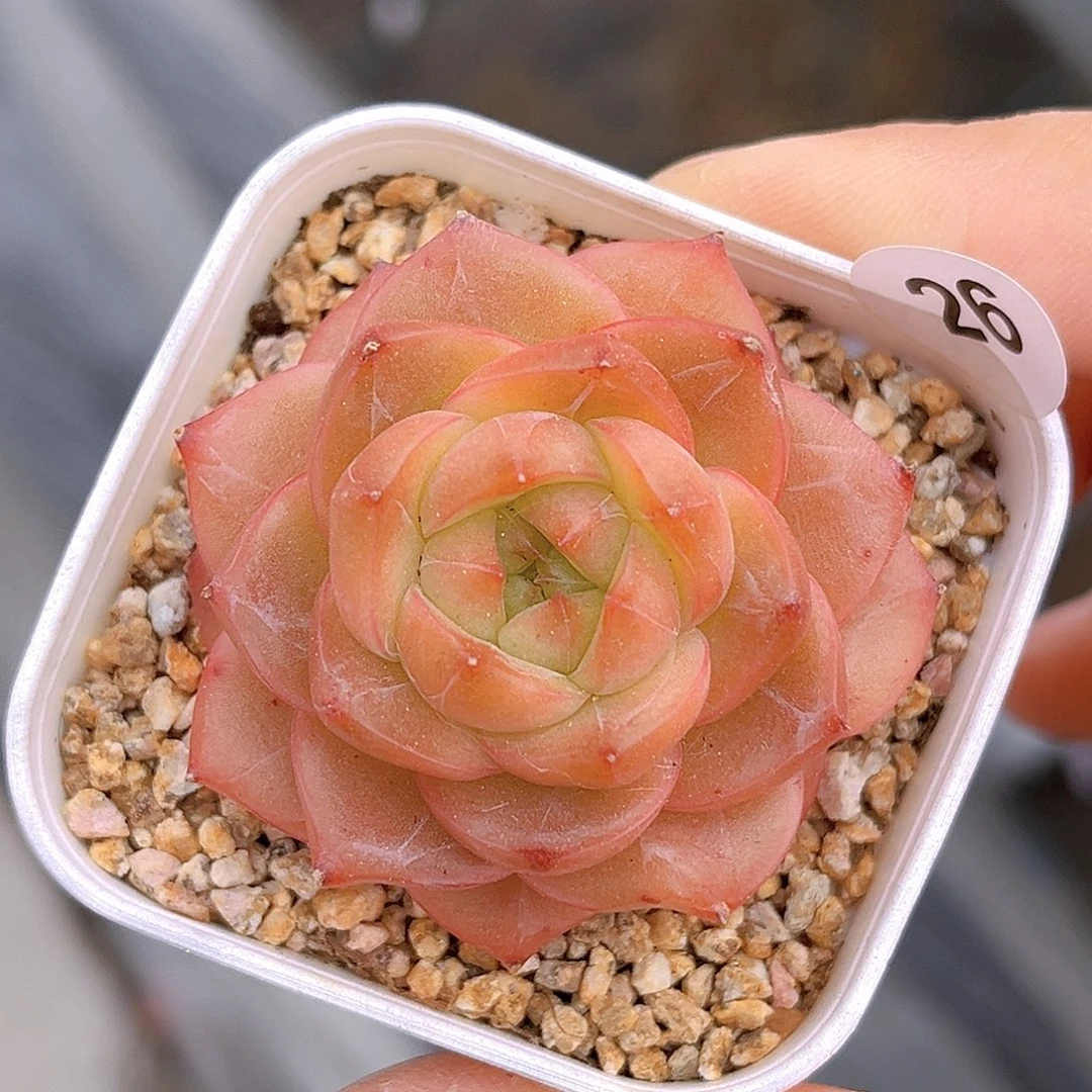 26 玄杳  新品珍妮 满18包邮