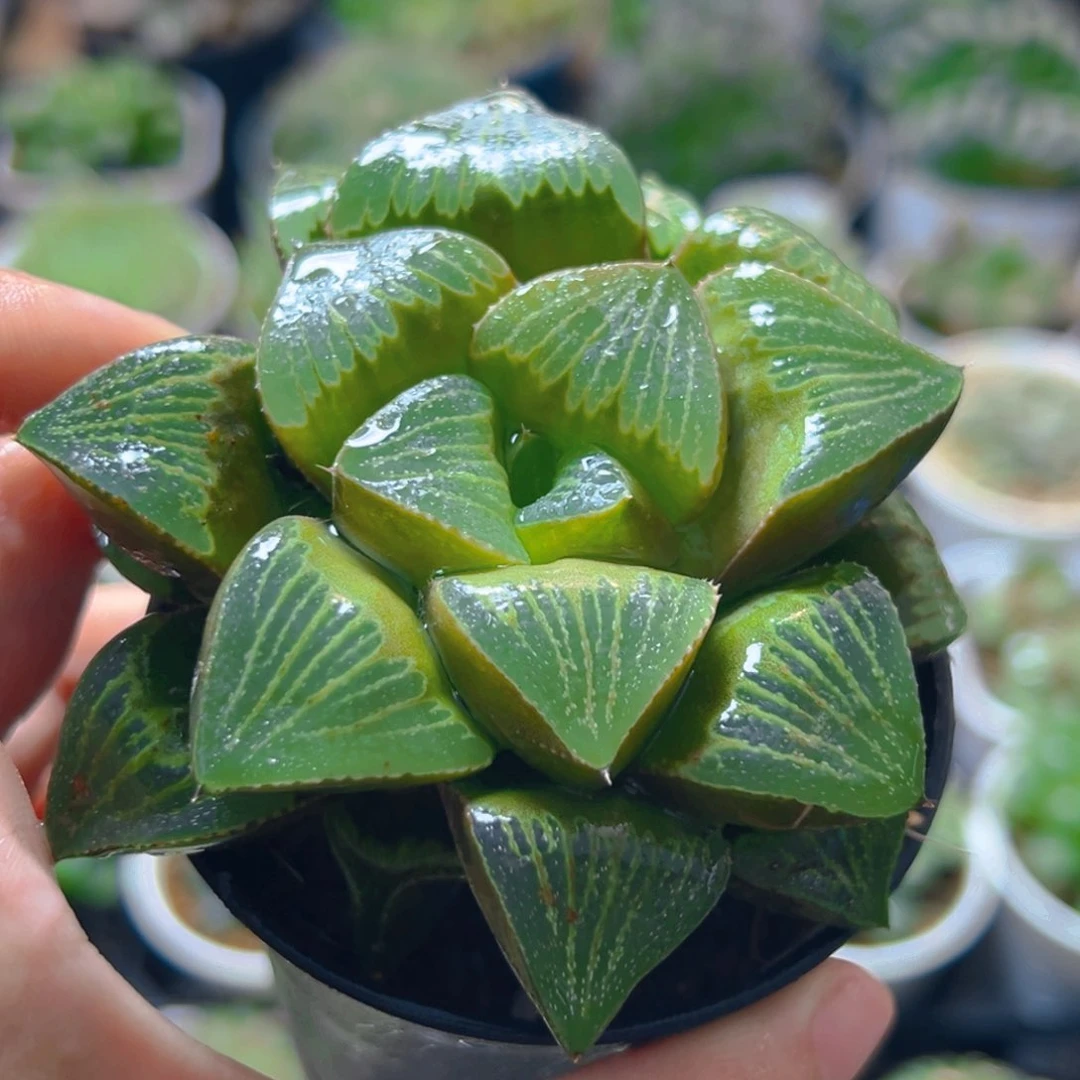 万象盆青蟹多肉多肉