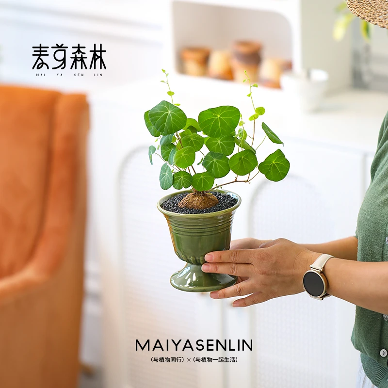 山乌龟丨一叶龟金不换种球盆栽室内阳台爬藤观叶水培好养绿植物