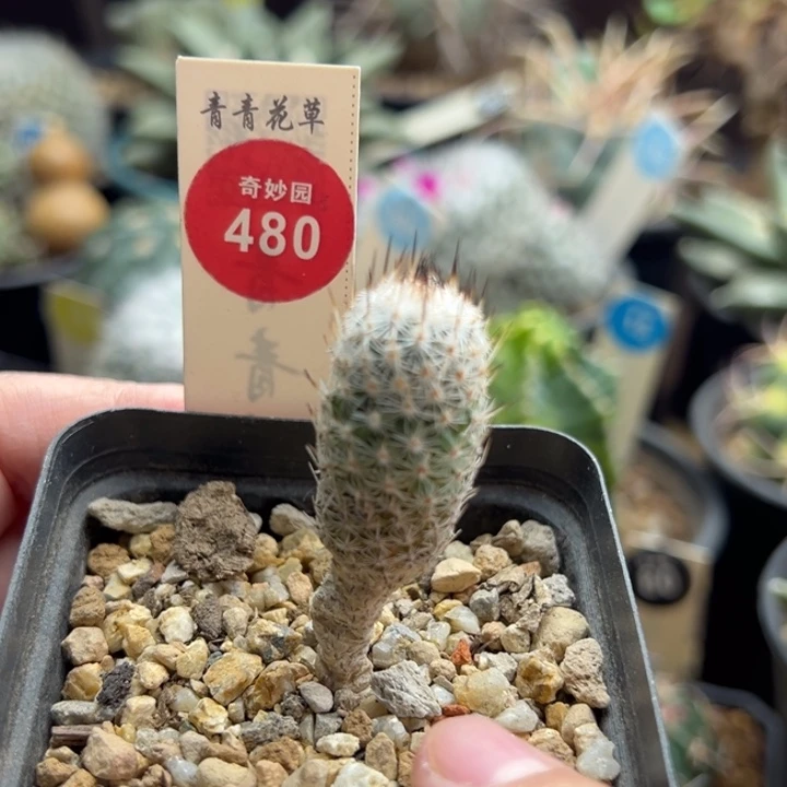 实生赤花美针玉1.7cm