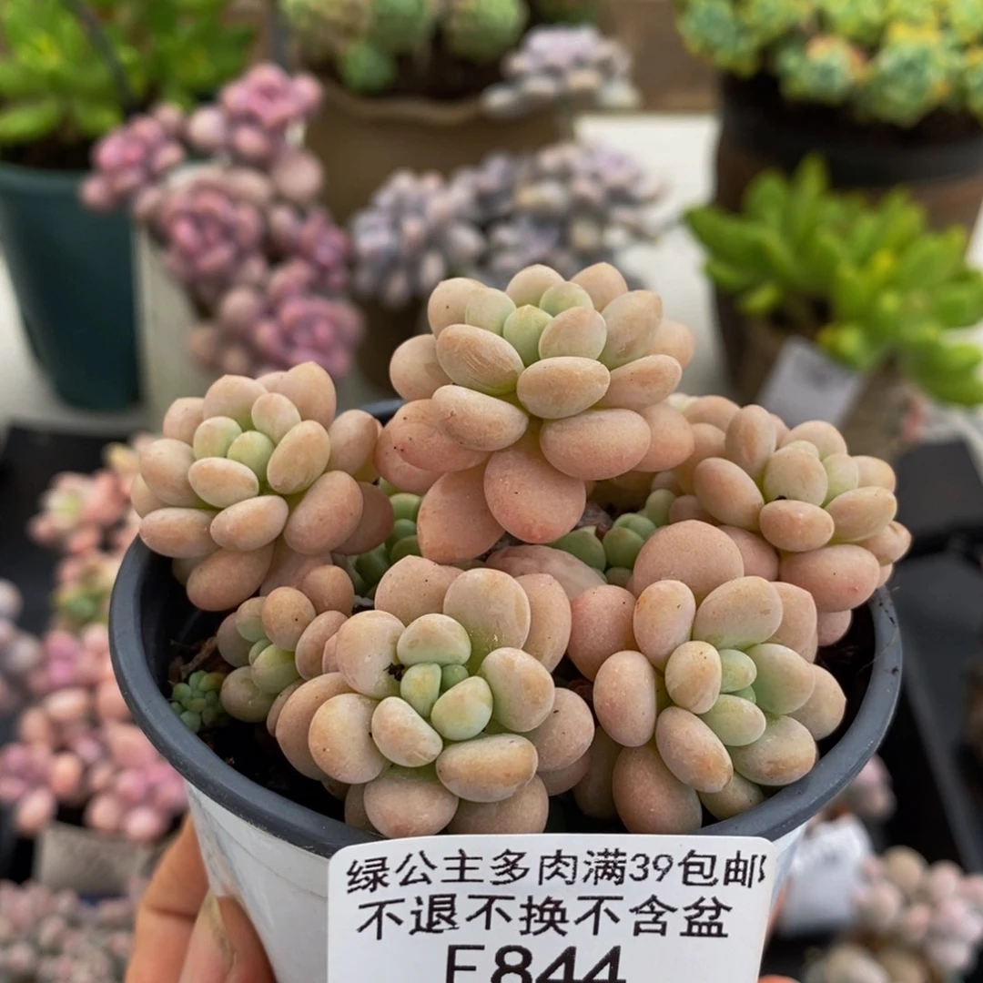 844洛可可6cm多肉