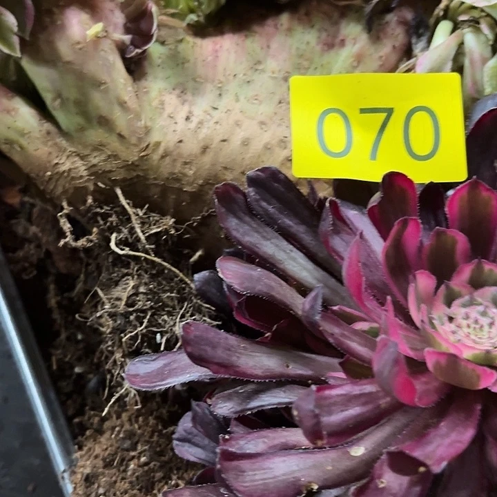 多肉植物福利来070