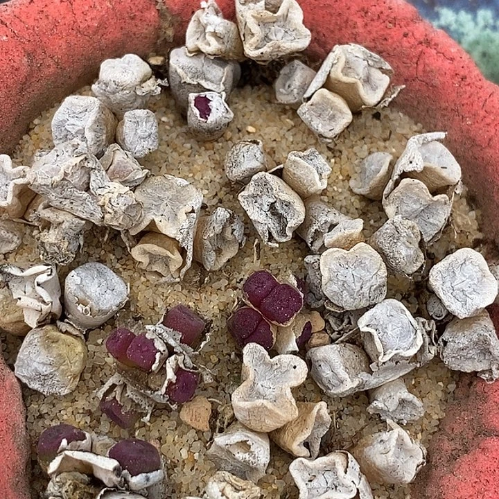 14523方碗群生一颗