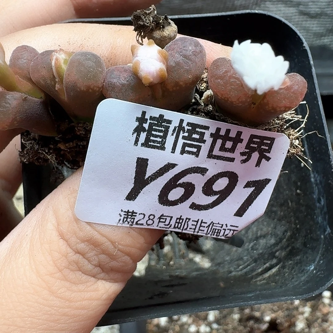 多肉植物的日子去吃