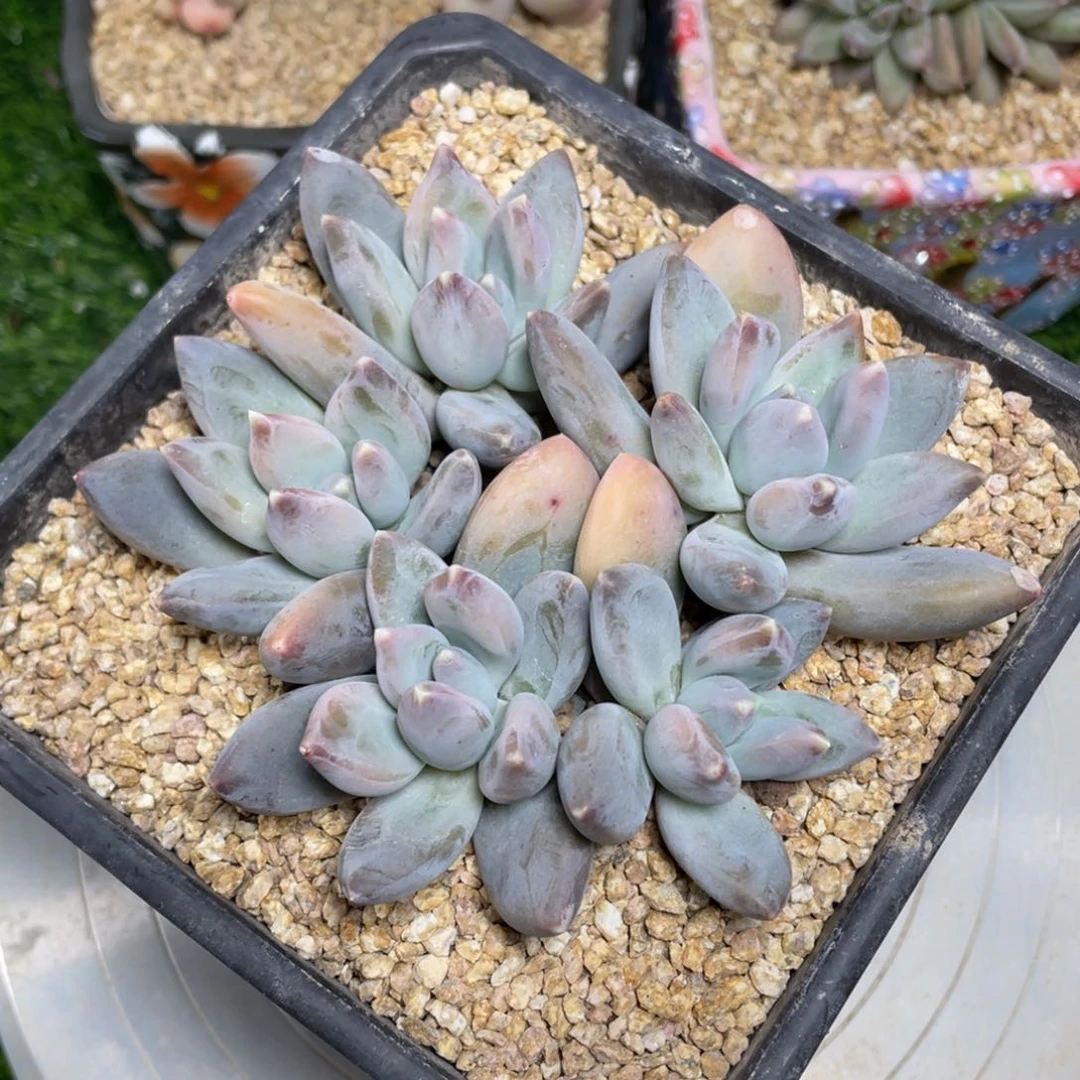 三色美人多肉植物