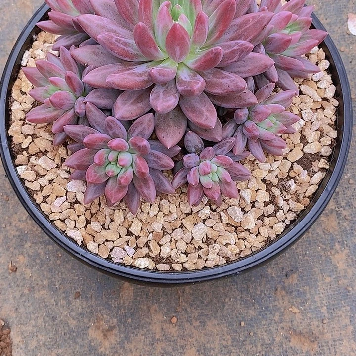 Y***n虞姬美人多肉植物老桩