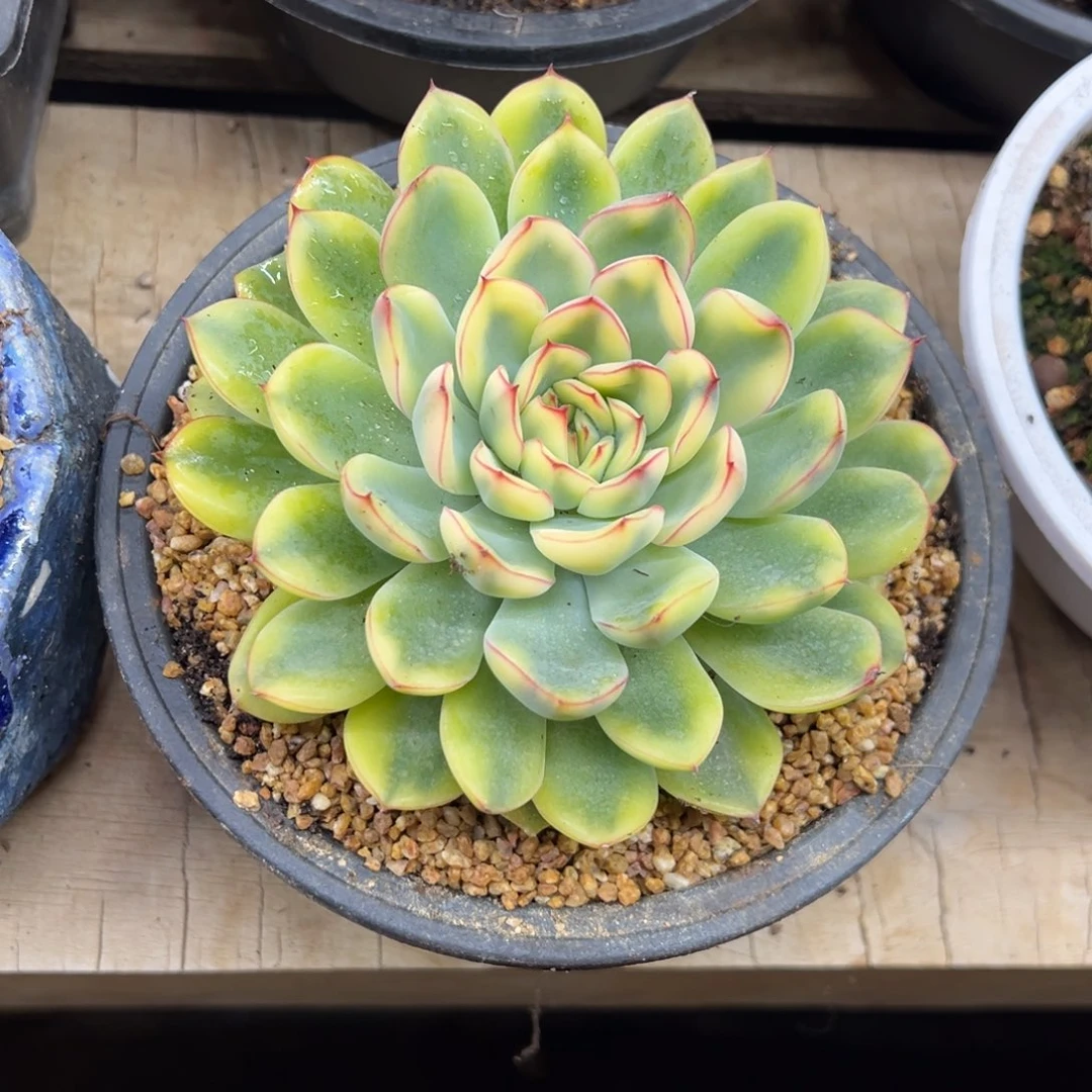 荷花锦 单头 夏鸣园艺